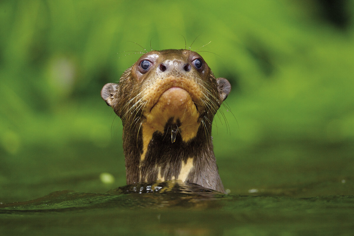 Giant River Otter