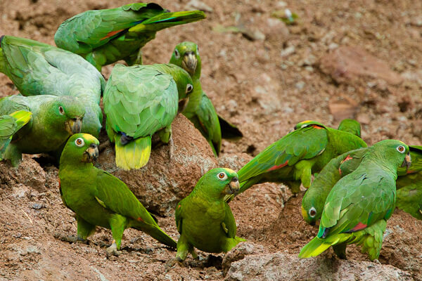 Amazon parrot Harinoso in a lodge in Tambopata