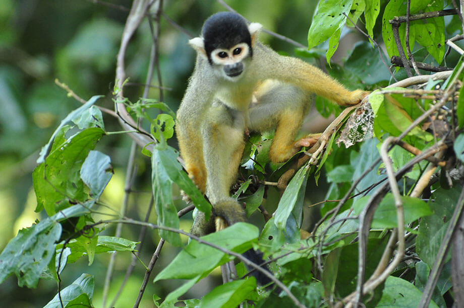 Squirrel monkey